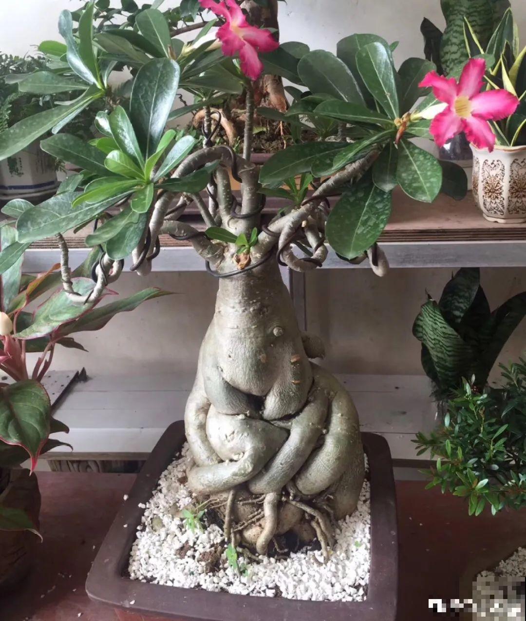 植物长了个大肚子，超级耐旱，一个月不浇水也死不了