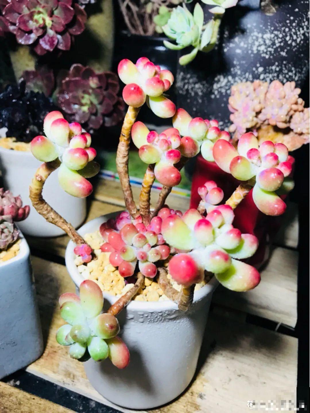 多肉老桩属实震撼，颜值都很高，越养越上瘾