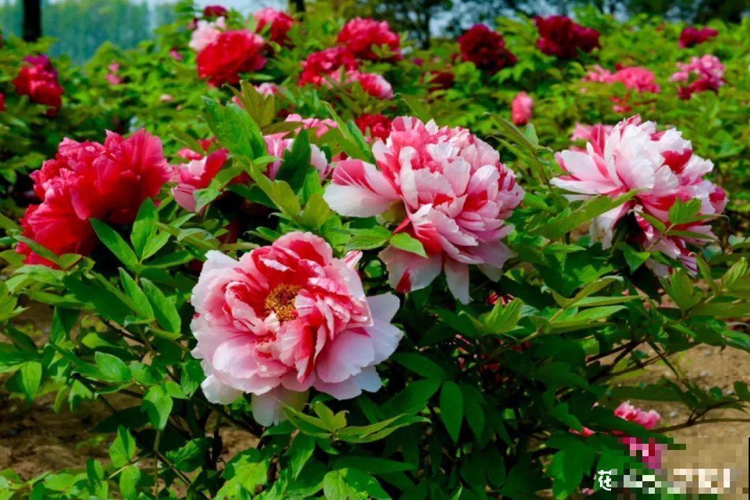 5月出门，收下这份百花图谱，啥花都能叫上名！