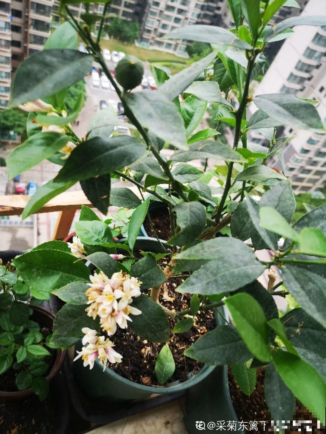 花盆里养棵果树,满枝条都是果子,看着就喜庆 花盆里养棵果树,满枝条都是果子,看着就喜庆