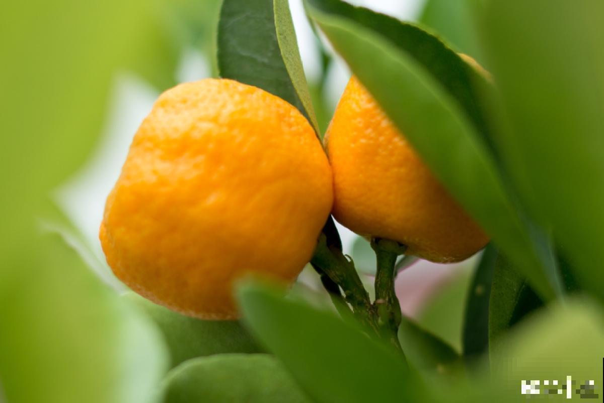 橘子全身都是宝，不光味道好，用来养花效果超棒