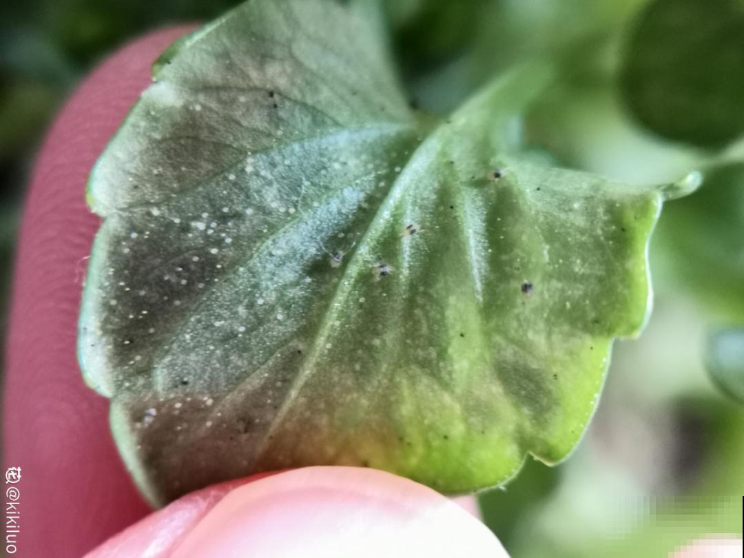 自制杀虫剂，7天喷一次，养花特干净