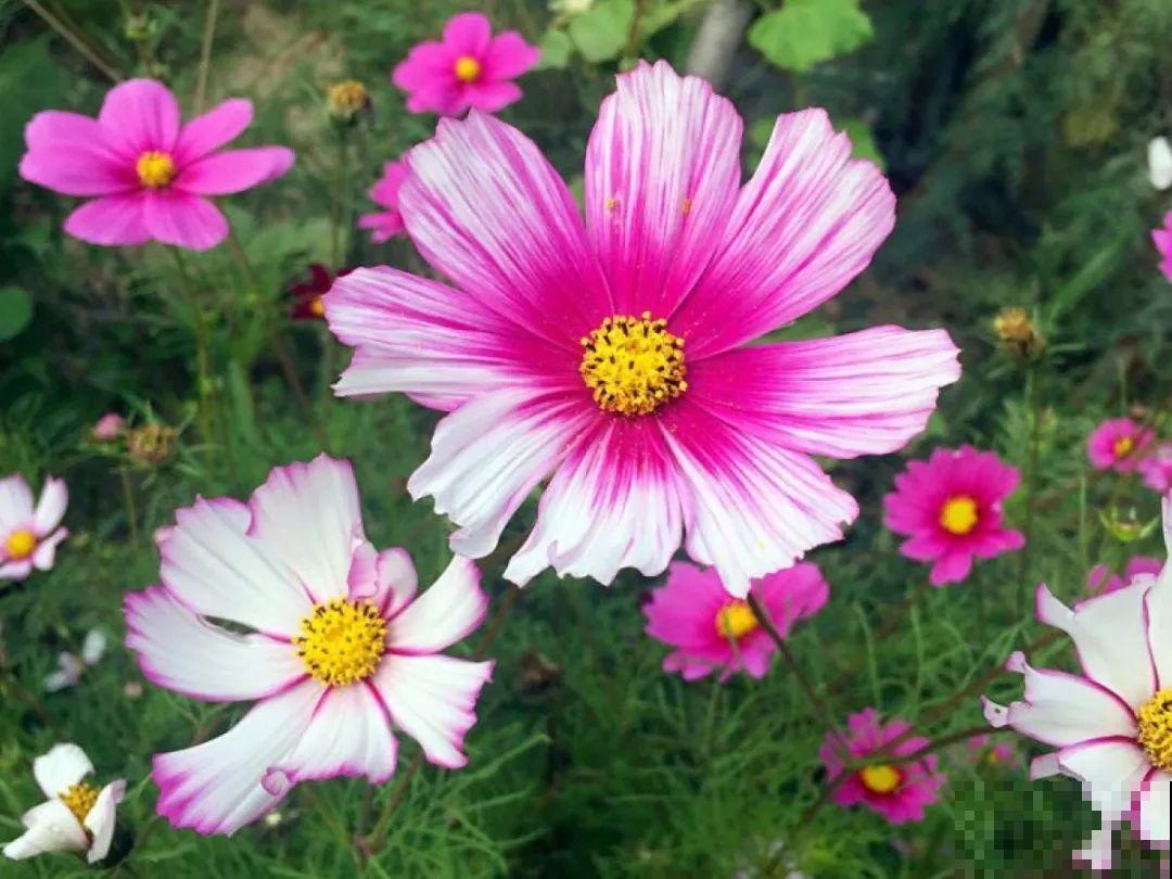 家里养盆“省心”花,自己开花自己结种,不用再买花种了 家里养盆“省心”花,自己开花自己结种,不用再买花种了