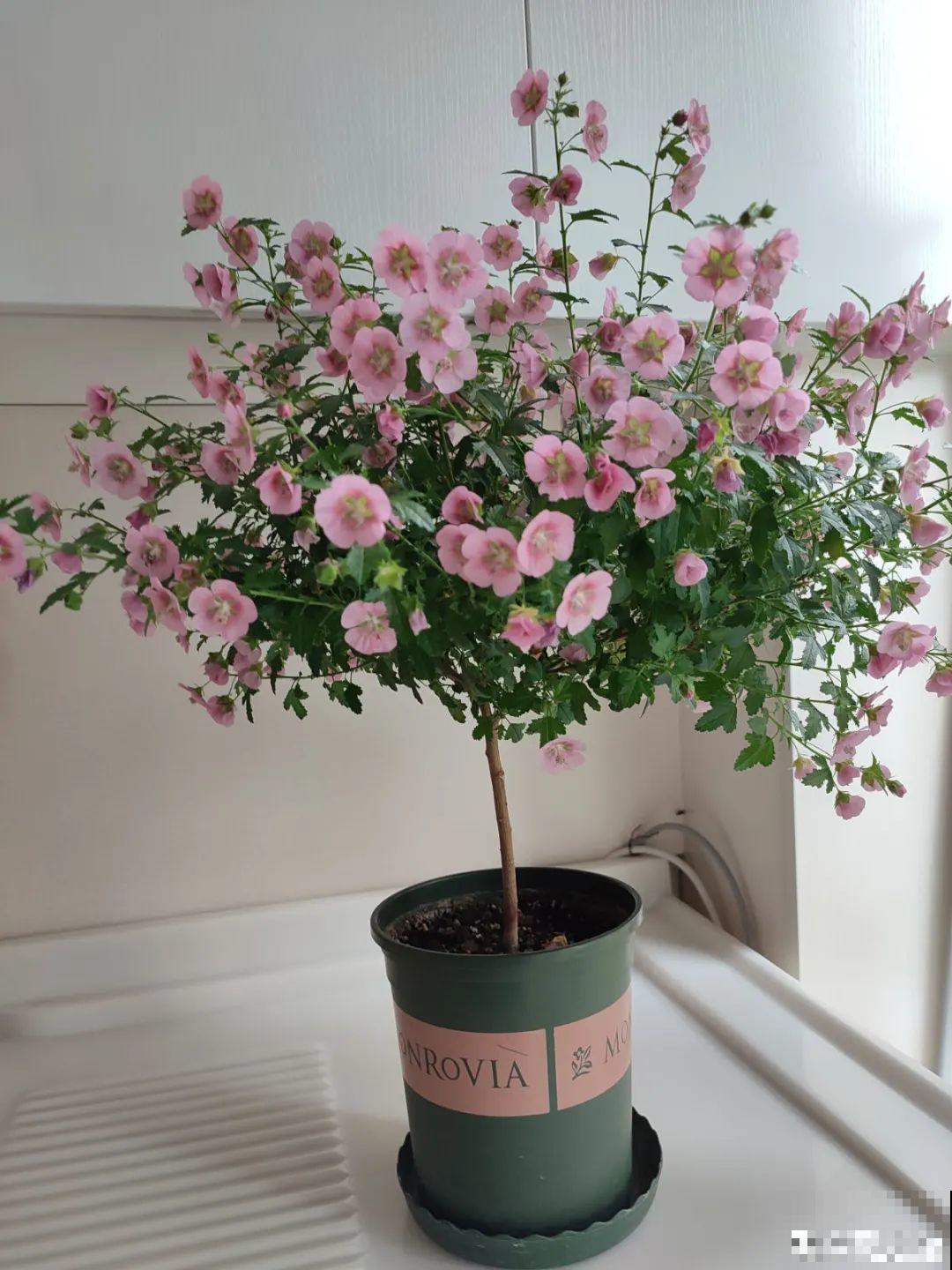 夏天扦插小木槿，半个月生根，养成棒棒糖开出花球