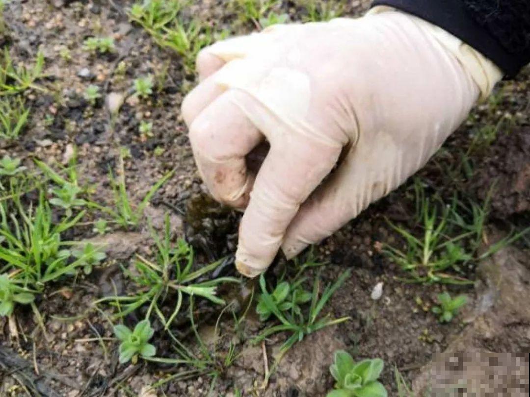 春天的野菜大全,小心辨认,千万别挖错了 春天的野菜大全,小心辨认,千万别挖错了