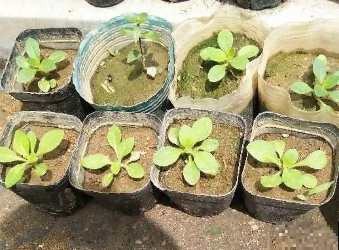 春天最佳繁殖季，扦插播种分株压条，成活率特高
