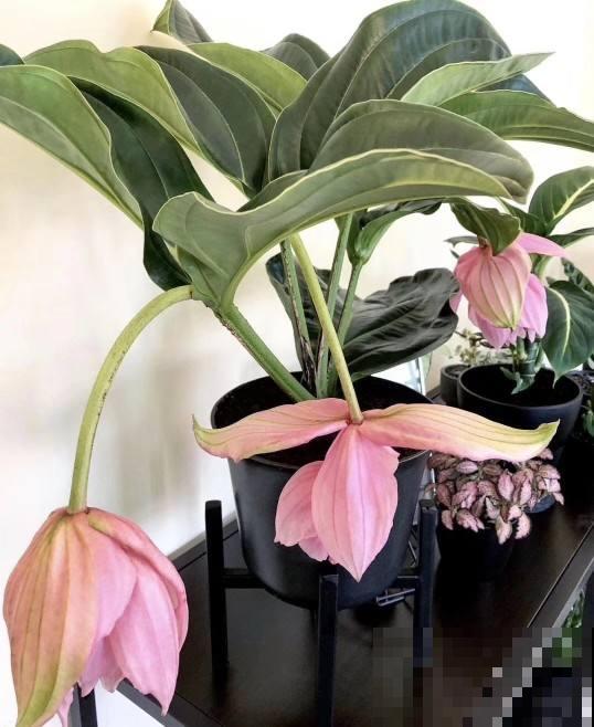 网红花不一定好养,跟风买要慎重,千万别盲目 网红花不一定好养,跟风买要慎重,千万别盲目