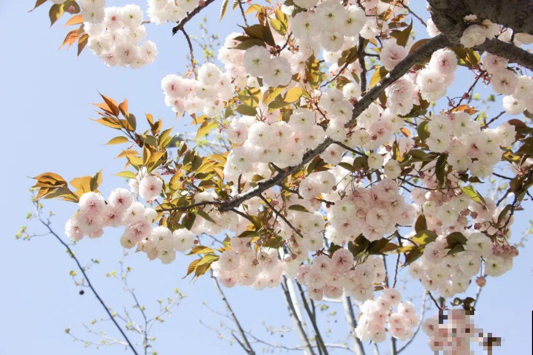 清明赏花，带上这份花卉图谱，变身行走的识花机器