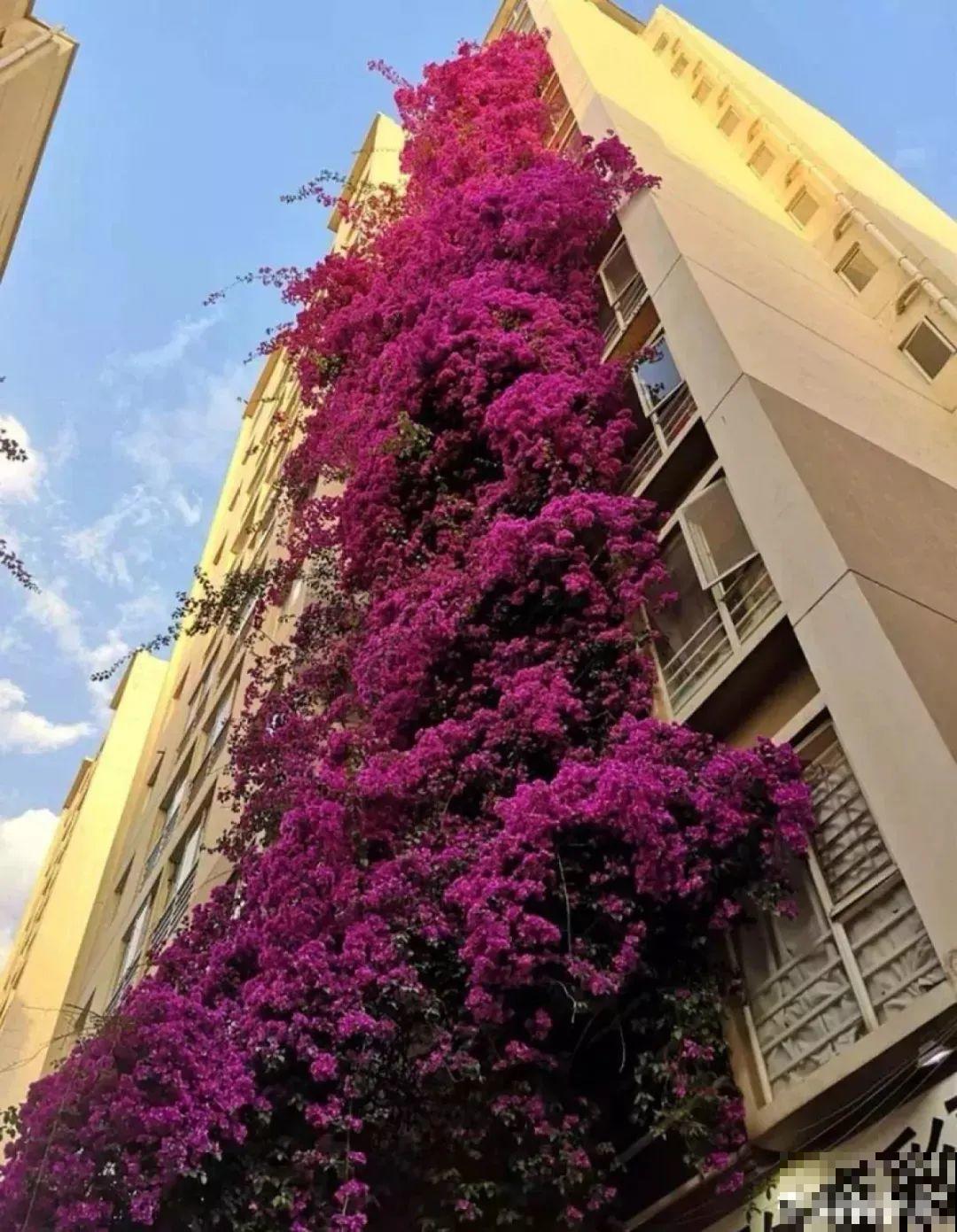 9层楼高的三角梅，足足养了28年，不得不服！