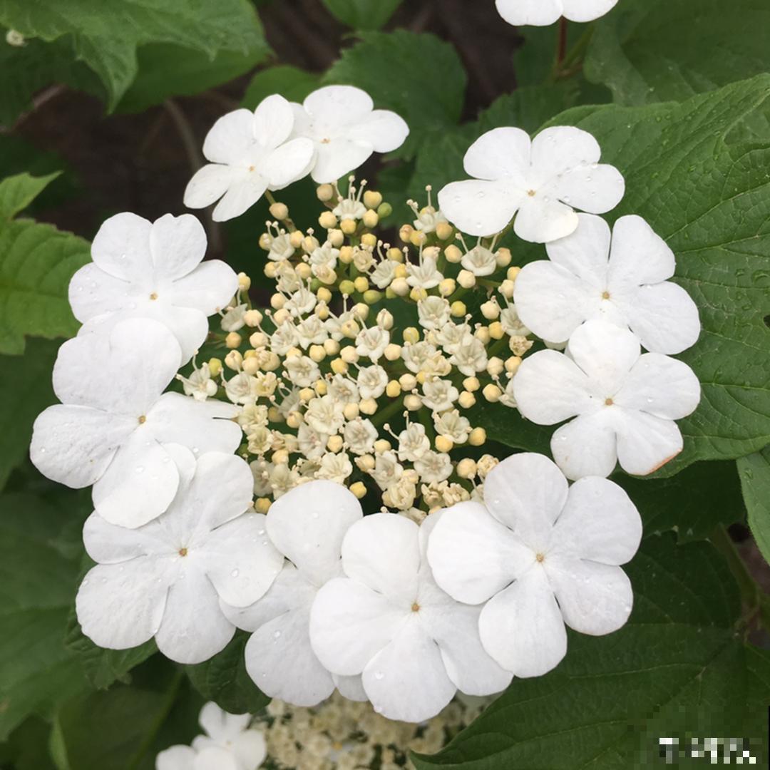 清明赏花，带上这份花卉图谱，变身行走的识花机器