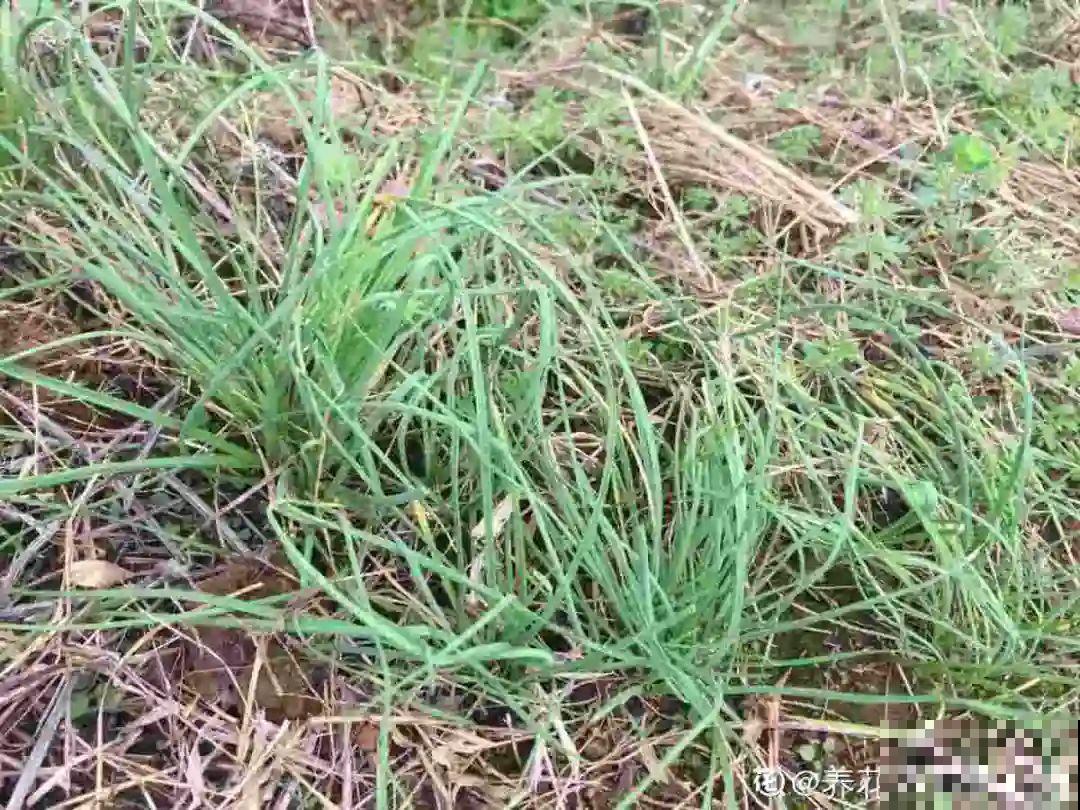 春天的野菜大全,小心辨认,千万别挖错了 春天的野菜大全,小心辨认,千万别挖错了