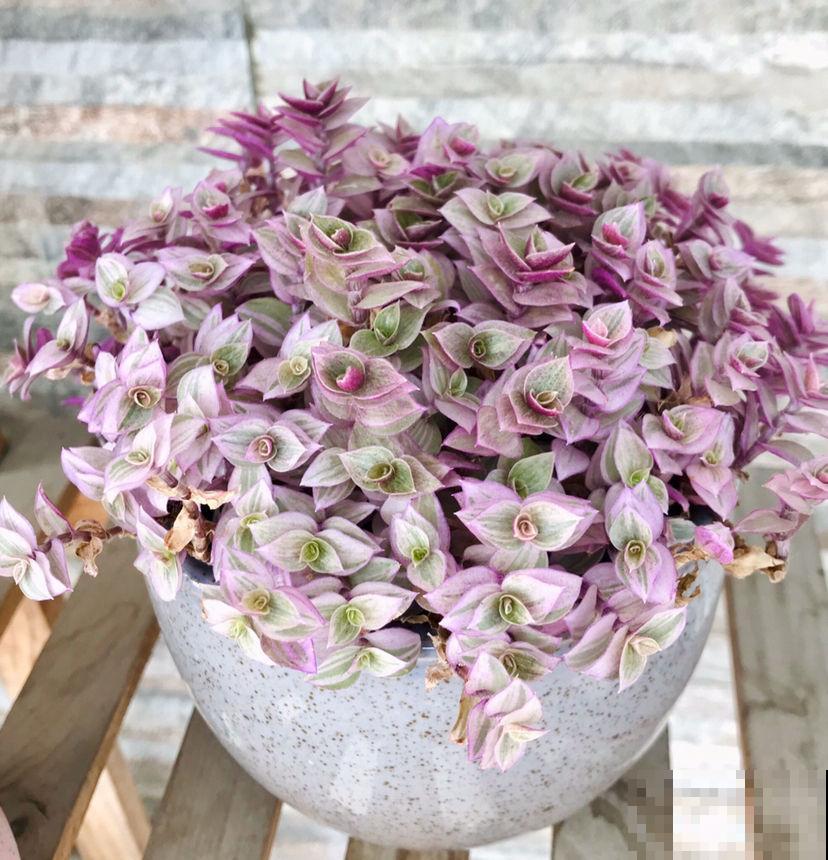 仙气飘飘的落新妇，开花气质独特， 让人一眼就爱上