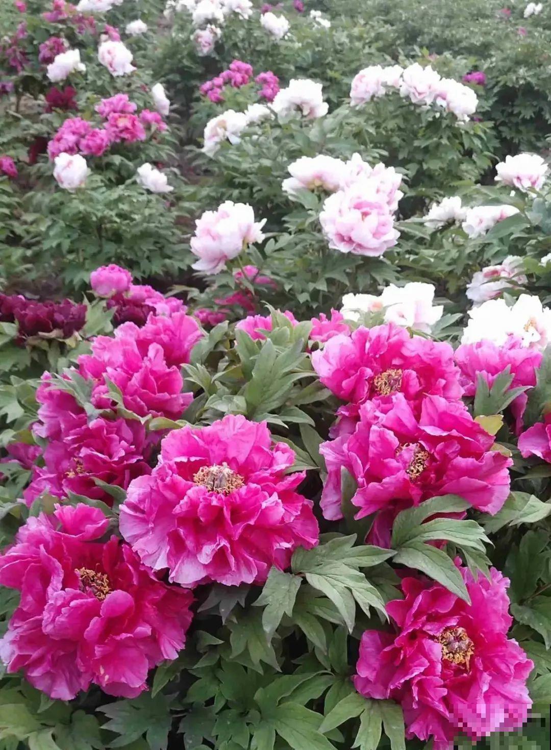 清明赏花，带上这份花卉图谱，变身行走的识花机器