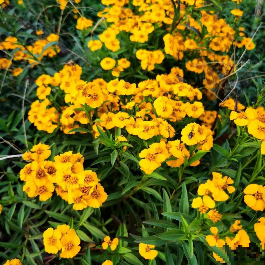 家里养盆“驱虫花”，蚊虫全被吓跑了，夜夜睡的香！