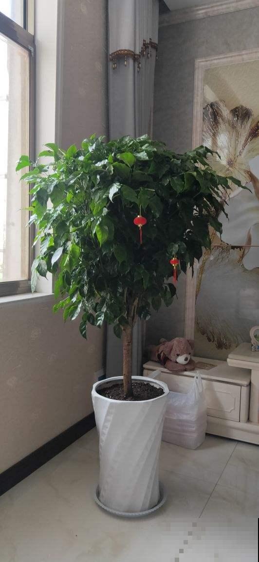 在家养花不如养棵“树”，绿油油的超好看，还能释放氧气