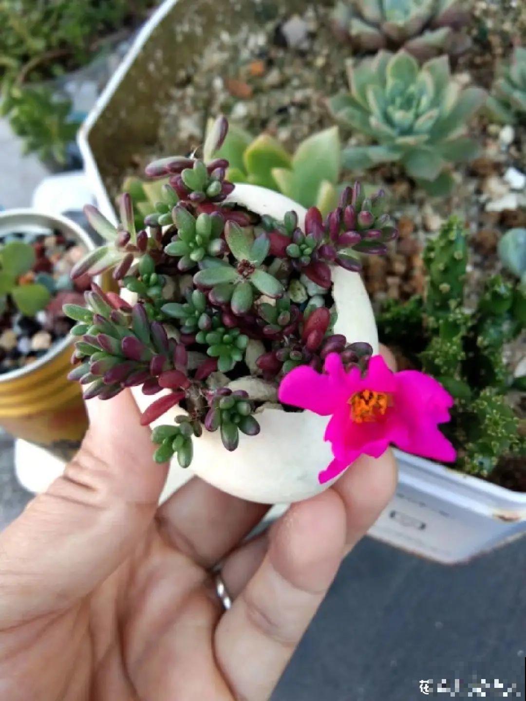 蛋壳里养多肉,长成老桩超好看,还能废物利用 蛋壳里养多肉,长成老桩超好看,还能废物利用