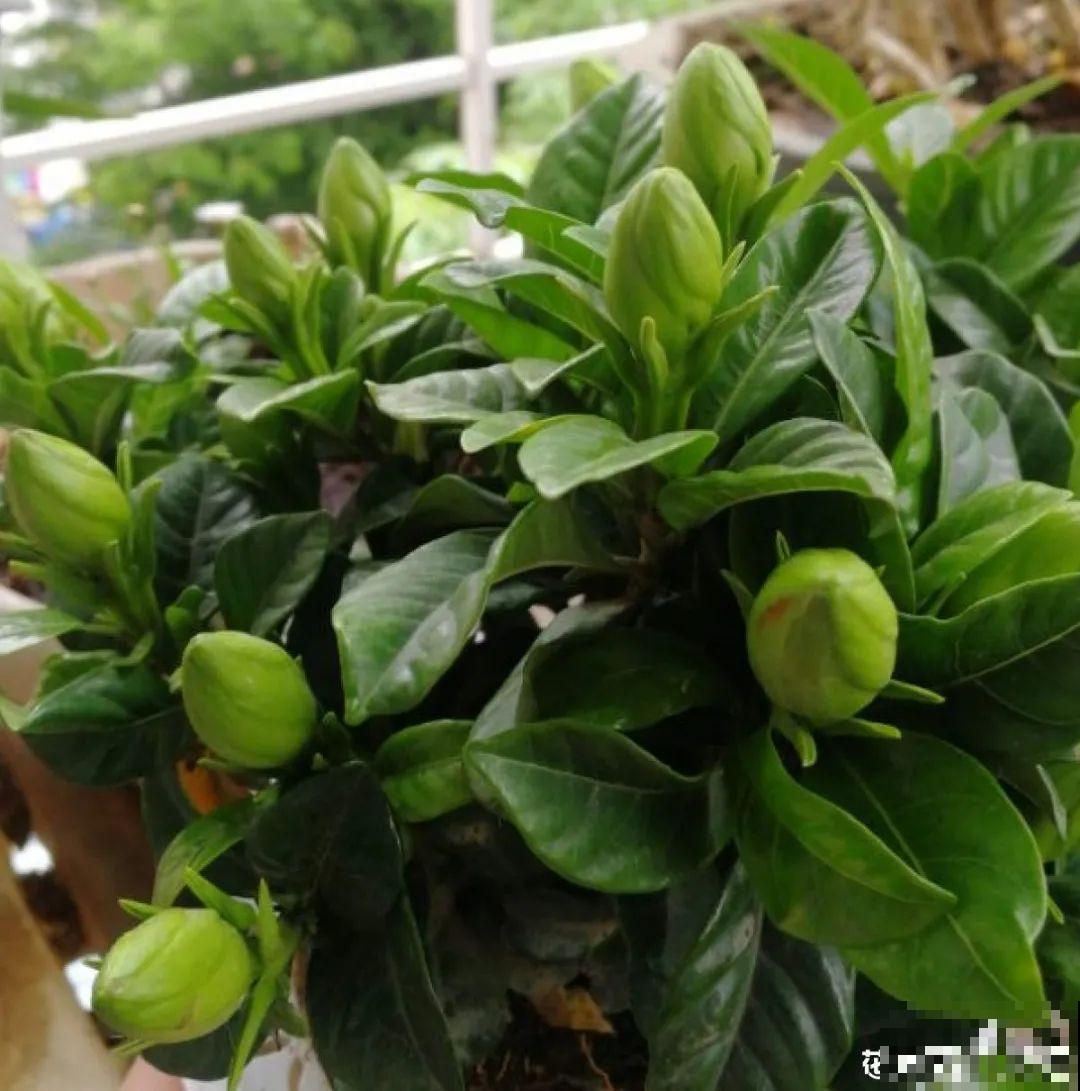 花市里买花,巧认识“激素苗”,买花不上当 花市里买花,巧认识“激素苗”,买花不上当