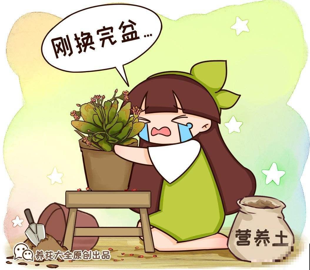 植物换盆技巧，成活率高，换完植物又绿又壮！