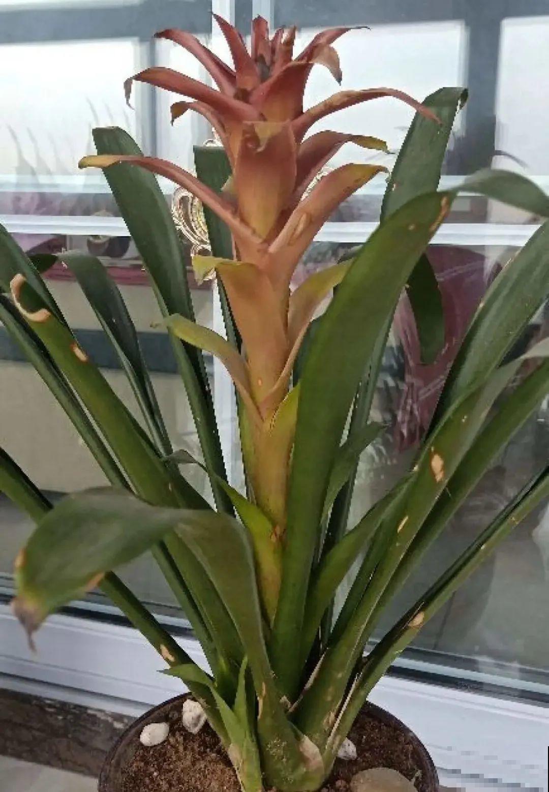 长寿开花后，要好好修剪，很快冒新芽