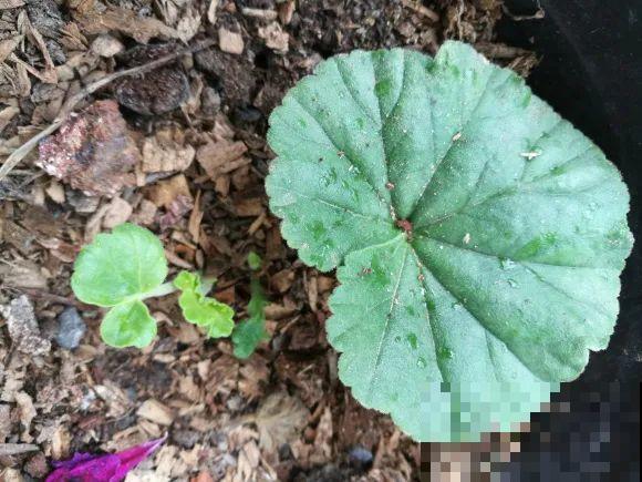 12种花真是太能生，叶子沾土就生根，实在太好活