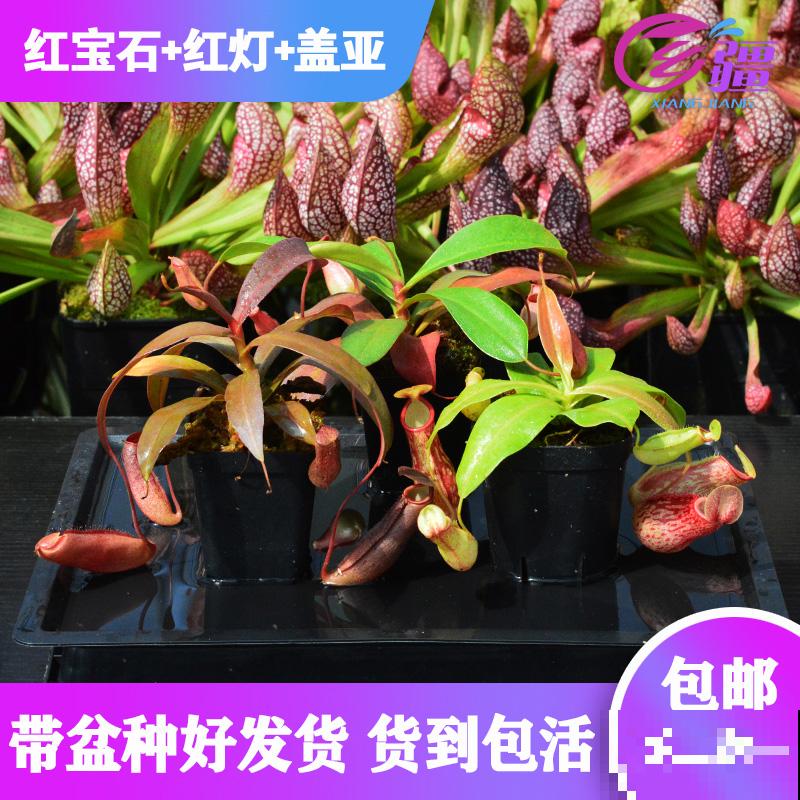 3种能吃虫子的草，每一种都超有特点，春天养正是时候