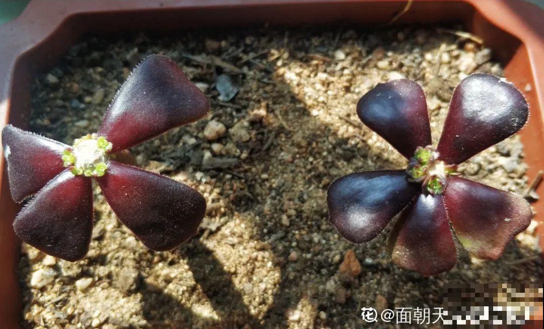 4月是养多肉的黄金期,浇水、施肥···都有窍门,现在知道还不晚 4月是养多肉的黄金期,浇水、施肥···都有窍门,现在知道还不晚