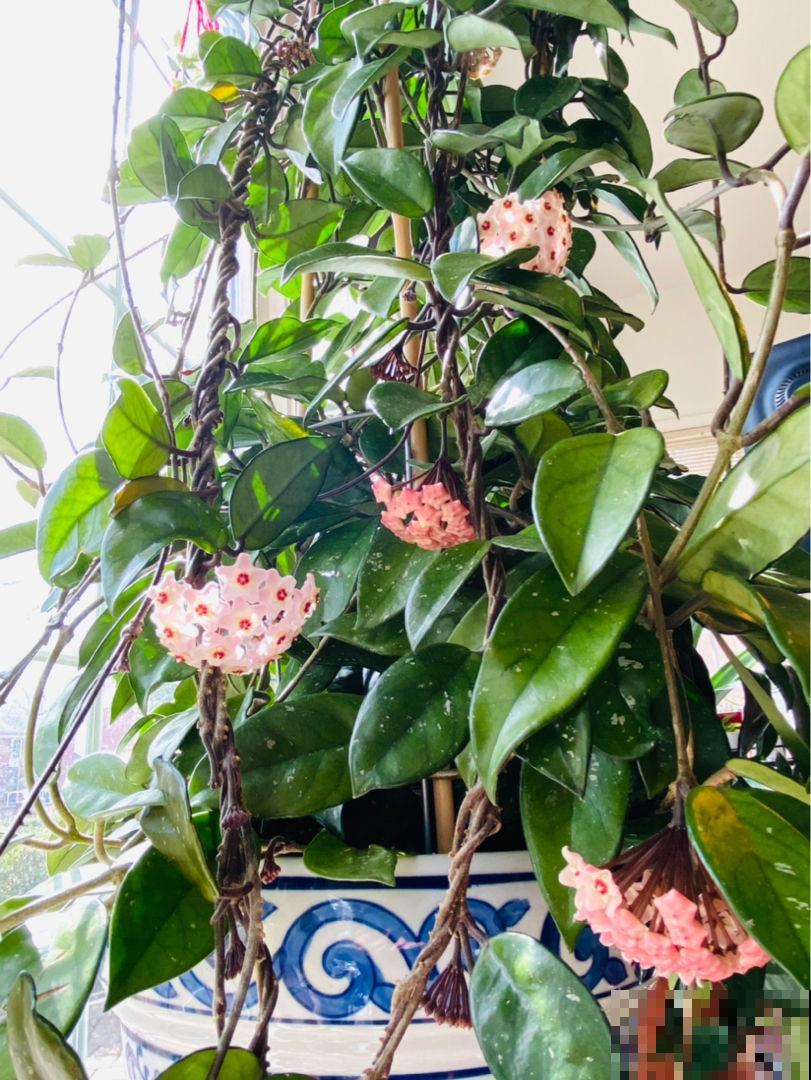 适合打造成花墙的植物，耐阴开花香，一朵一朵呼呼冒花