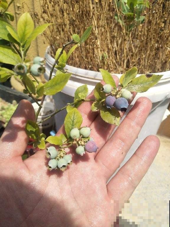 家里种棵“紫色果树”,结出紫色果实,营养价值超高 家里种棵“紫色果树”,结出紫色果实,营养价值超高