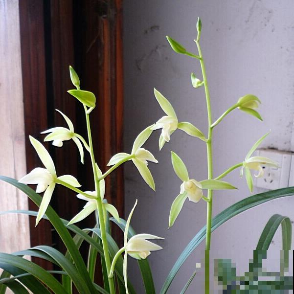 4种花天生“毛病多”,脾气大难伺候,养好几年才能养好! 4种花天生“毛病多”,脾气大难伺候,养好几年才能养好!