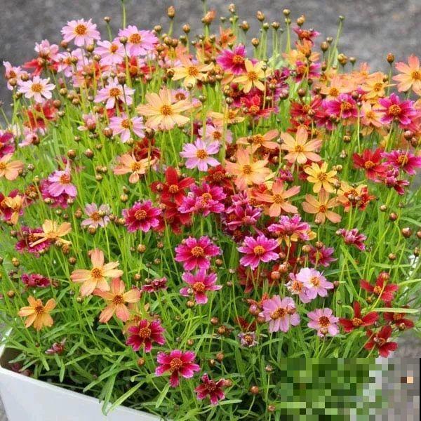 晒不死、热不死的花,越晒花越多,越热长越快 晒不死、热不死的花,越晒花越多,越热长越快