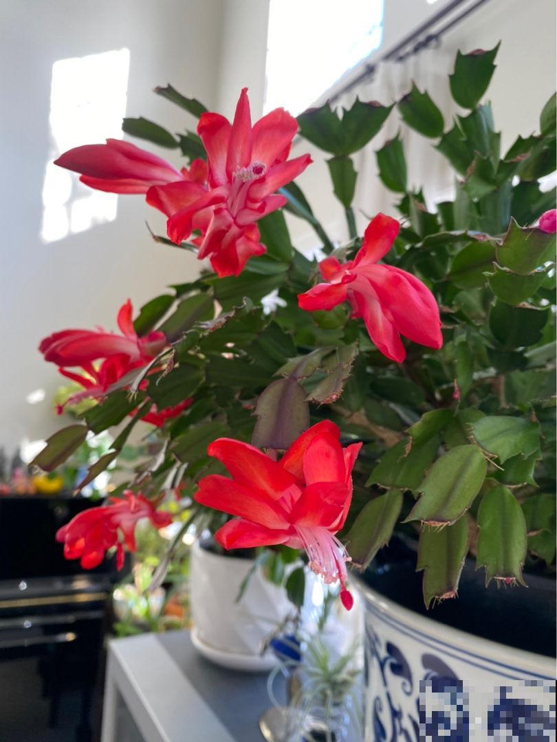 养护蟹爪兰要遵循“生物钟”，春天把花都掰了，下次才能开得多