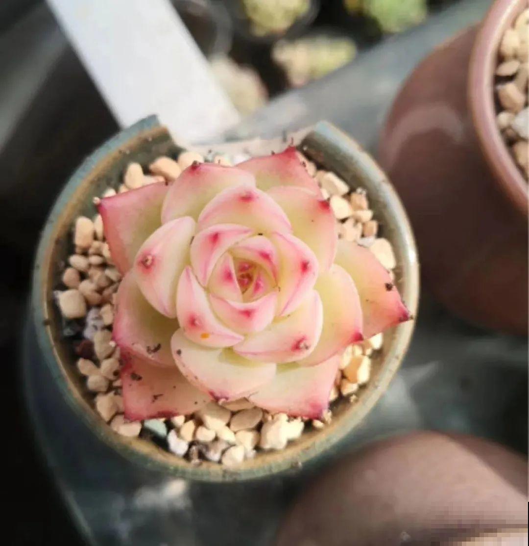 室内养多肉,也能养出水晶果冻色,任谁看到都说好 室内养多肉,也能养出水晶果冻色,任谁看到都说好