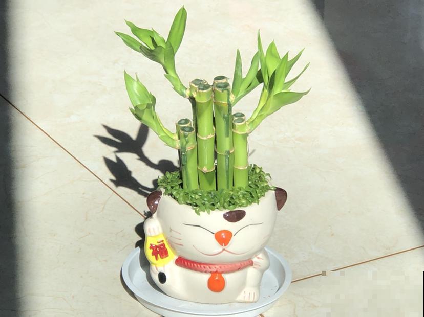 车里养盆小绿植，异味被吸走，观赏效果超好