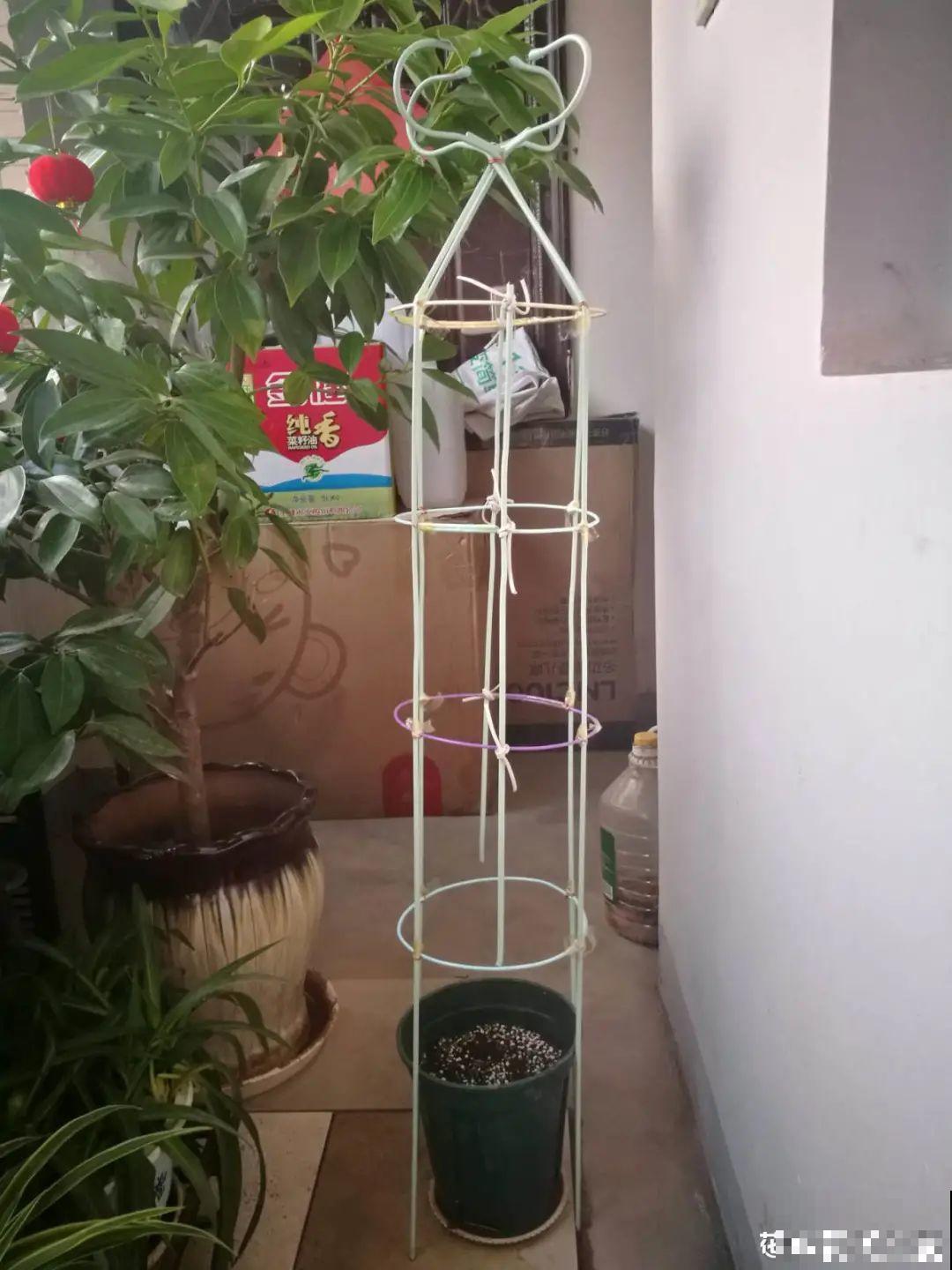 养多肉不用买花盆,只需一些水泥,自己就能DIY做花盆 养多肉不用买花盆,只需一些水泥,自己就能DIY做花盆