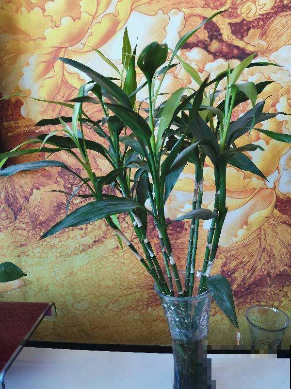 5种花现在要挪地儿,不能再晒了,不然叶子全黄了 5种花现在要挪地儿,不能再晒了,不然叶子全黄了