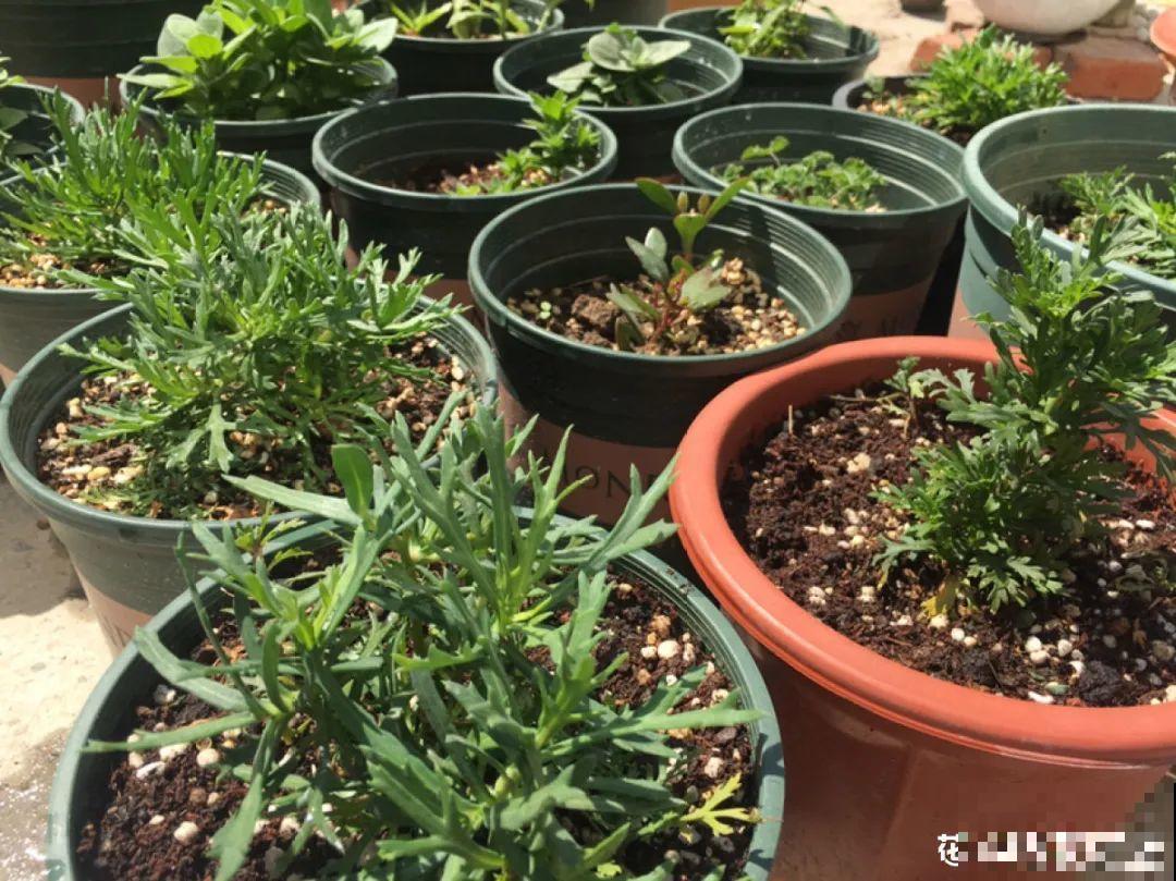 难度夏的8种花，赶紧扦插备份，再晚只剩盆了