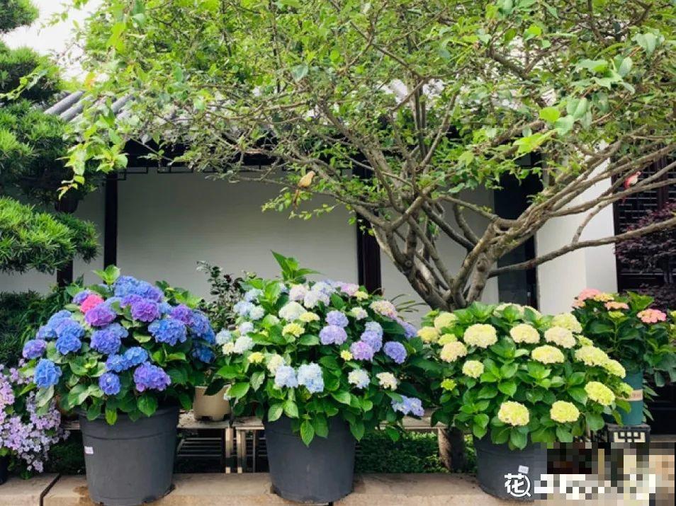 9种花是富贵命,必须大盆养,小盆养会憋死 9种花是富贵命,必须大盆养,小盆养会憋死