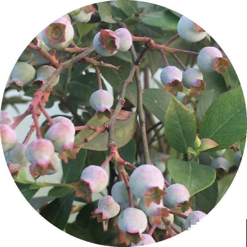 家里种棵“紫色果树”,结出紫色果实,营养价值超高 家里种棵“紫色果树”,结出紫色果实,营养价值超高