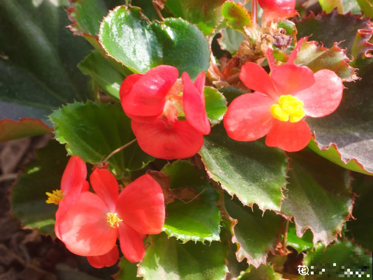 常见的海棠,开花后像“美人”,颜值一个比一个高 常见的海棠,开花后像“美人”,颜值一个比一个高