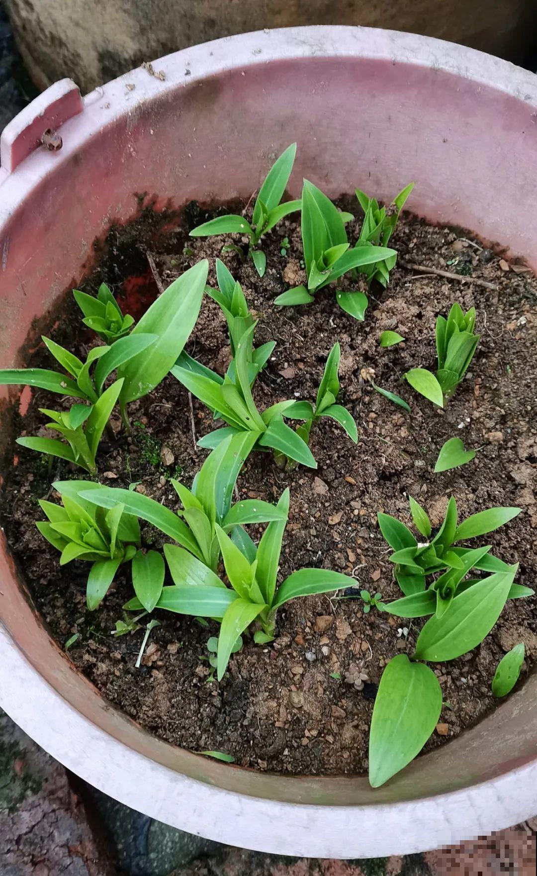 9种花是富贵命,必须大盆养,小盆养会憋死 9种花是富贵命,必须大盆养,小盆养会憋死