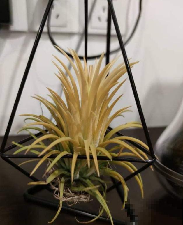 这5种小巧绿植，适合放桌头，迷你又养眼！