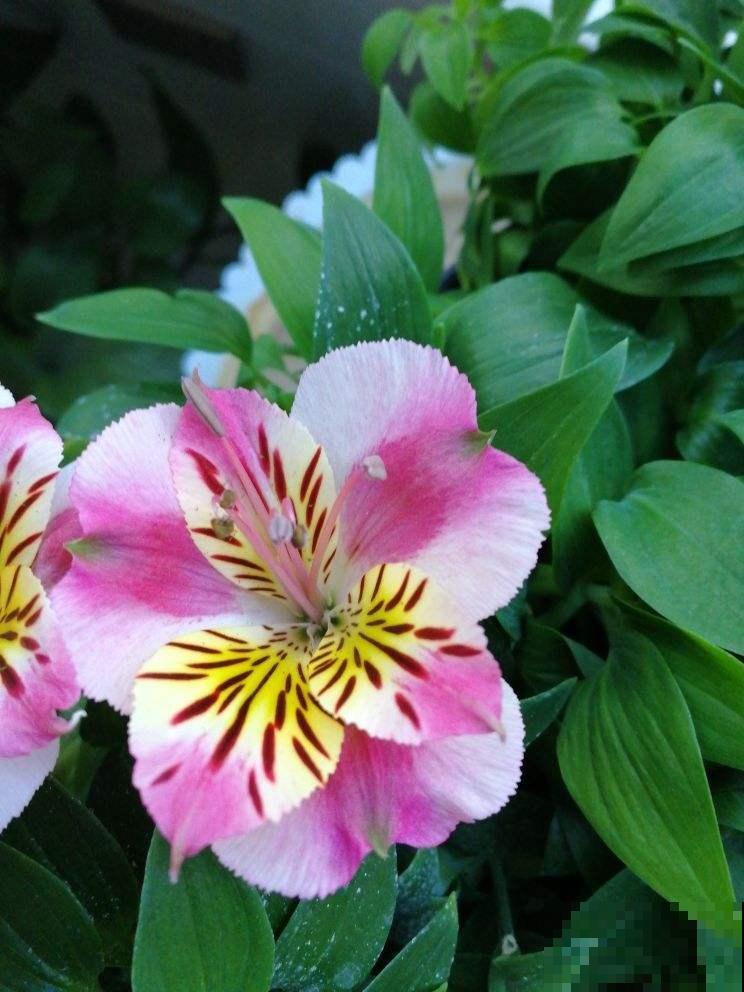 5种花真是“一举两得”,开花之后剪下来,插花瓶里颜值更高 5种花真是“一举两得”,开花之后剪下来,插花瓶里颜值更高