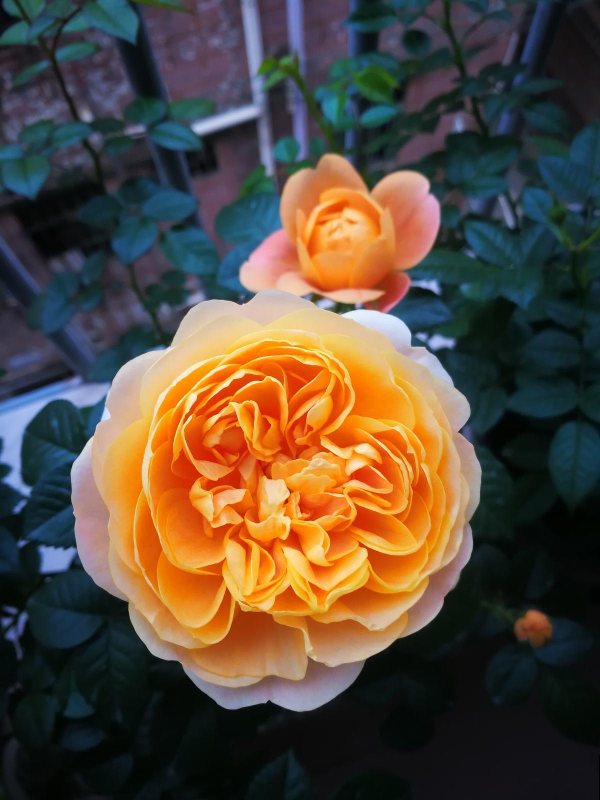 这5种花，只要养好一种，家里瞬间变成大花园