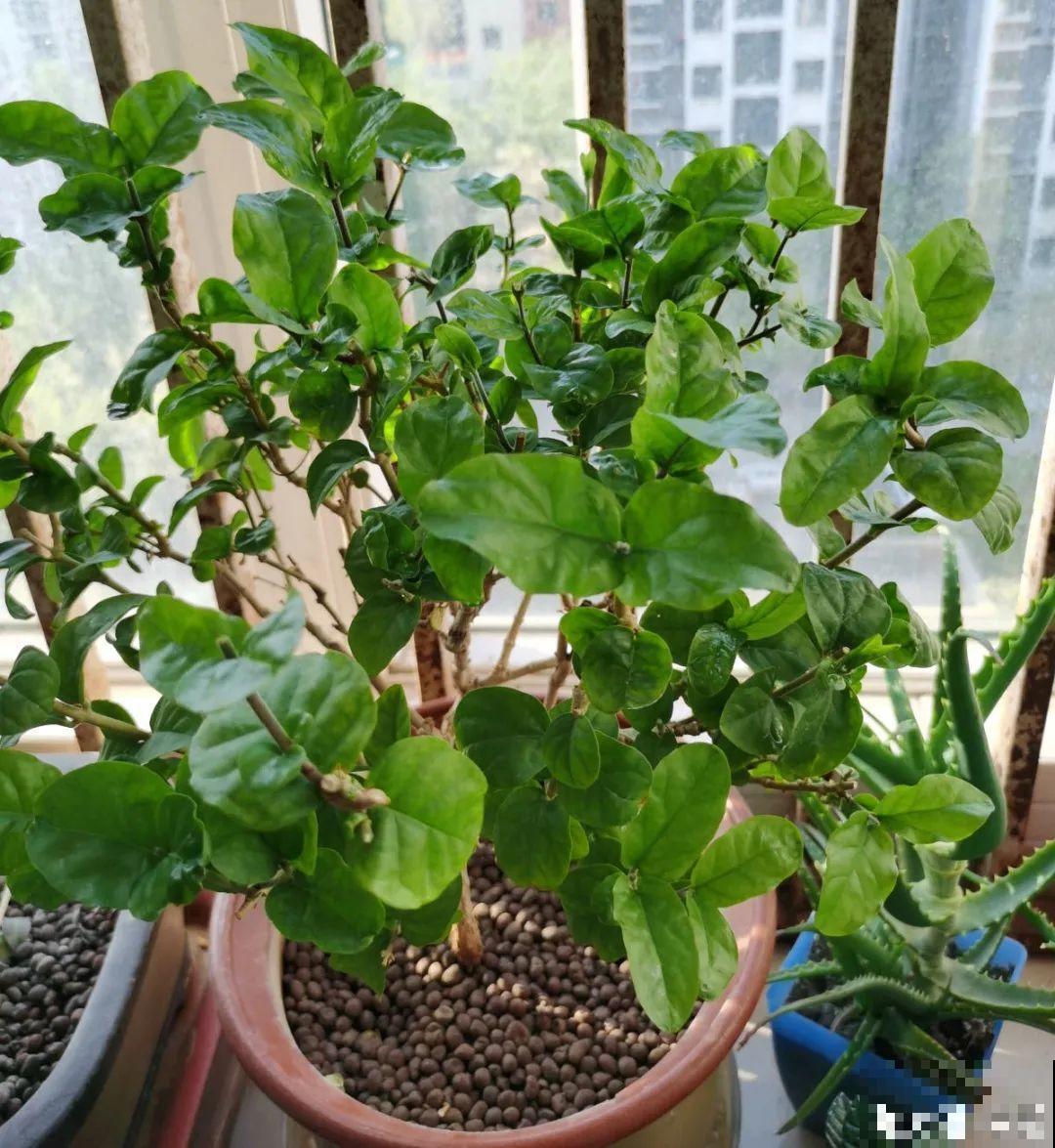 3月份养花,别急着搬出屋外,花容易死翘翘 3月份养花,别急着搬出屋外,花容易死翘翘