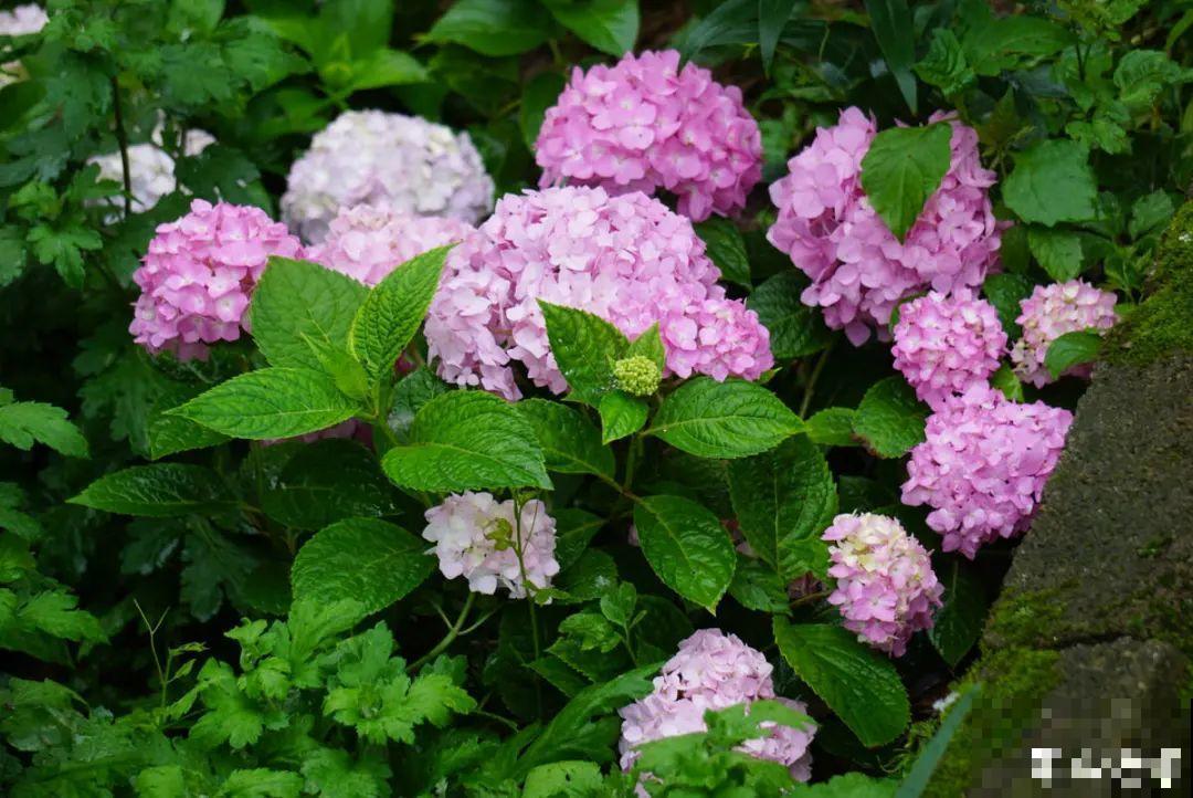 花园“三剑客”，可不太好养，能养好的都是高手