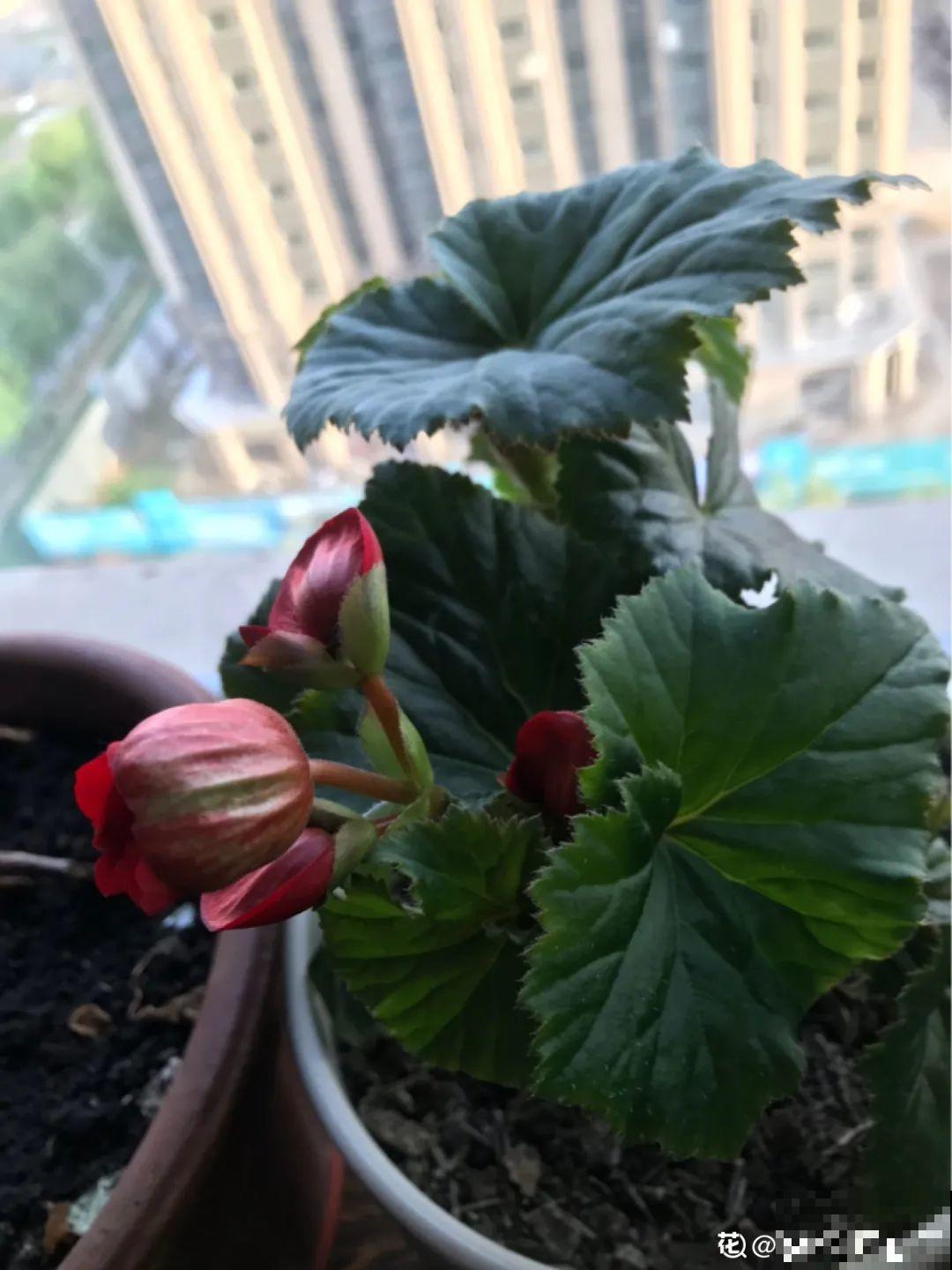 难度夏的8种花，赶紧扦插备份，再晚只剩盆了