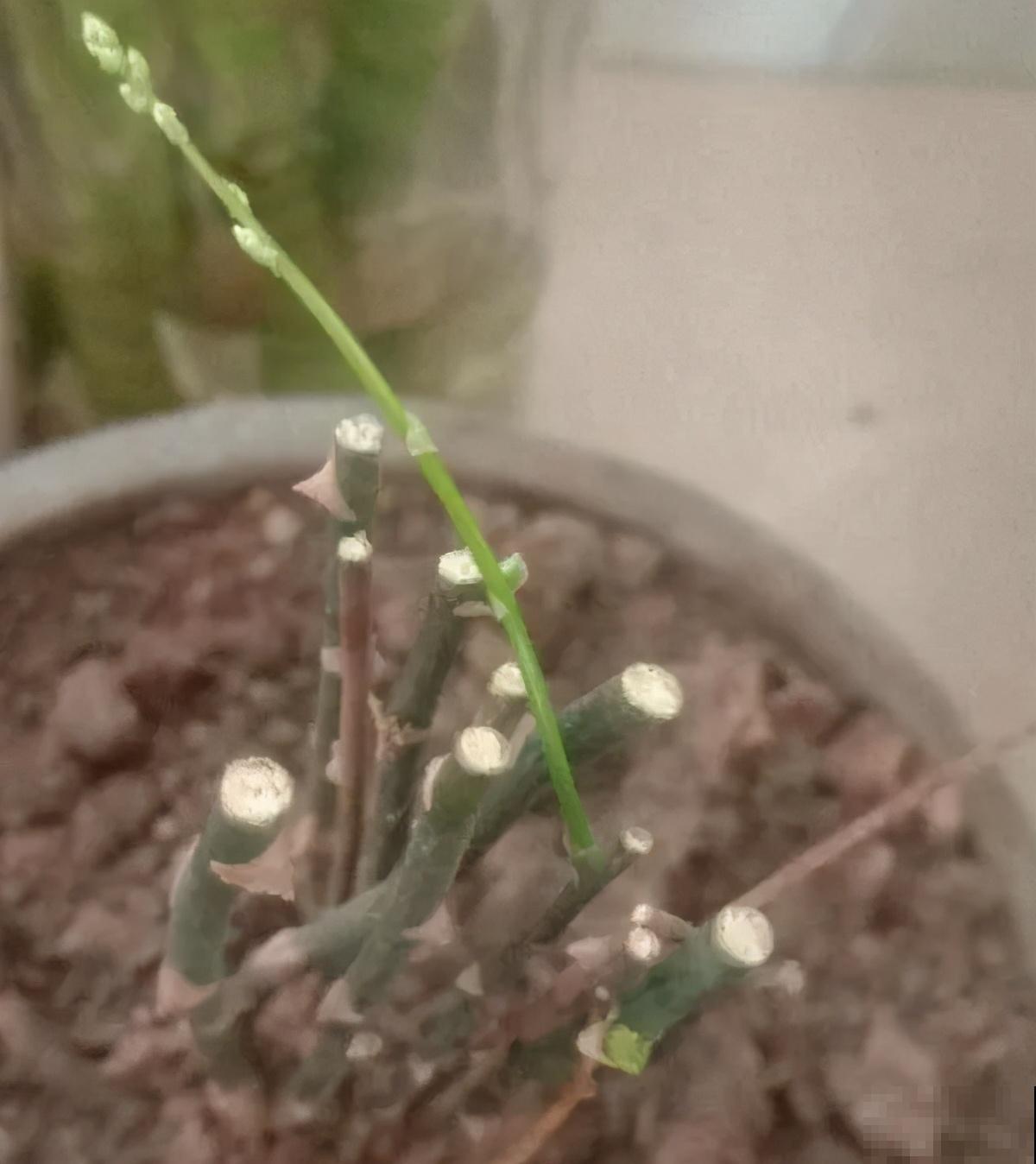 新买的绣球别猛晒，养在阴凉通风处最好，不然叶子全晒焦了