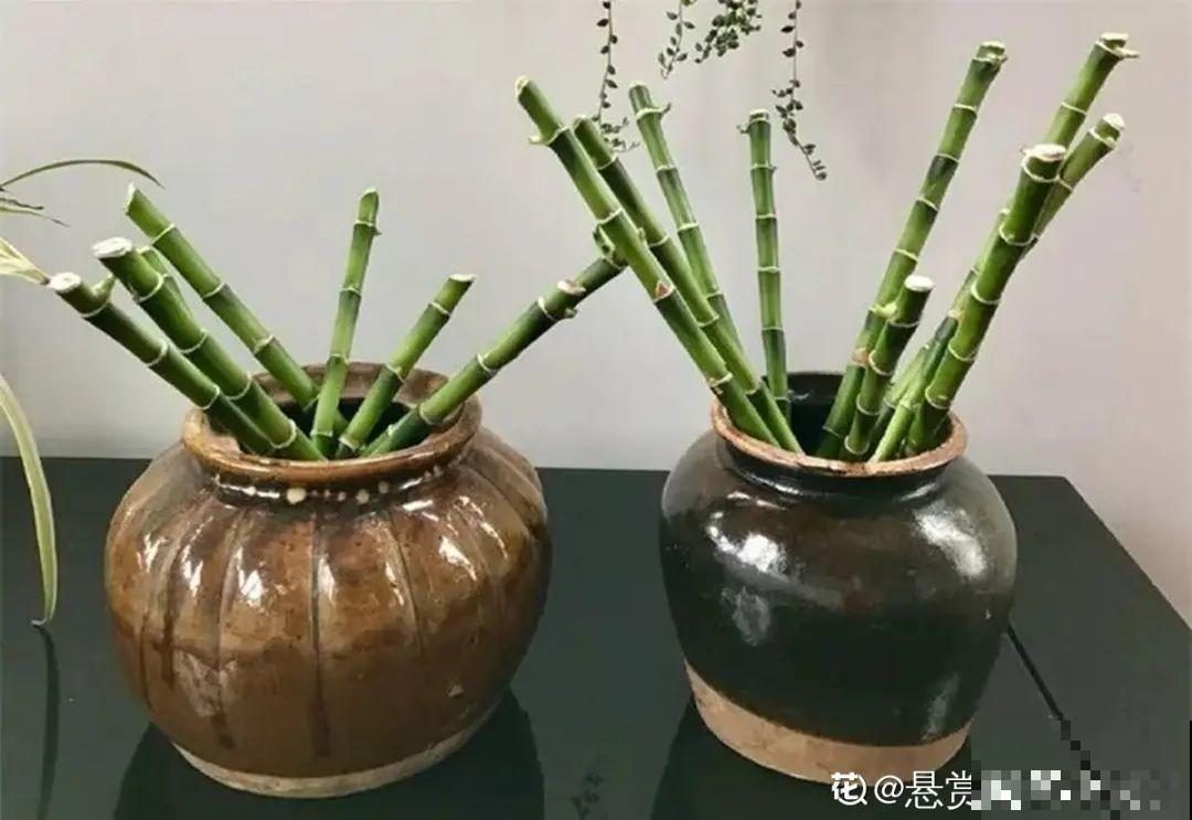 6种花夏天扦插,枝条剁8段、撒土里,3岁小孩都能插活! 6种花夏天扦插,枝条剁8段、撒土里,3岁小孩都能插活!