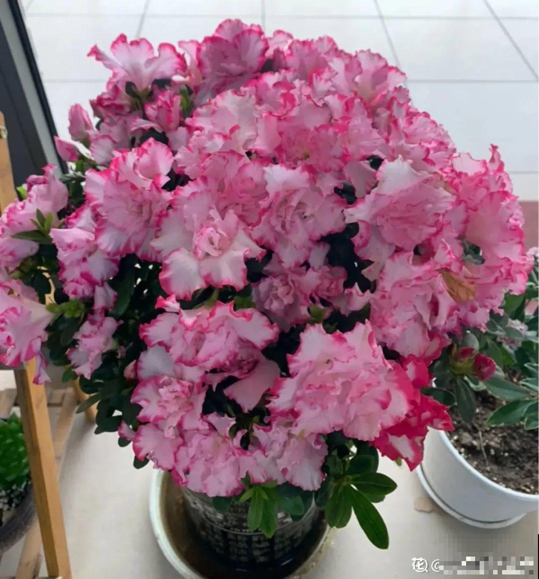 米兰花喜欢喝醋，一个月来一勺，花苞嘟噜噜冒