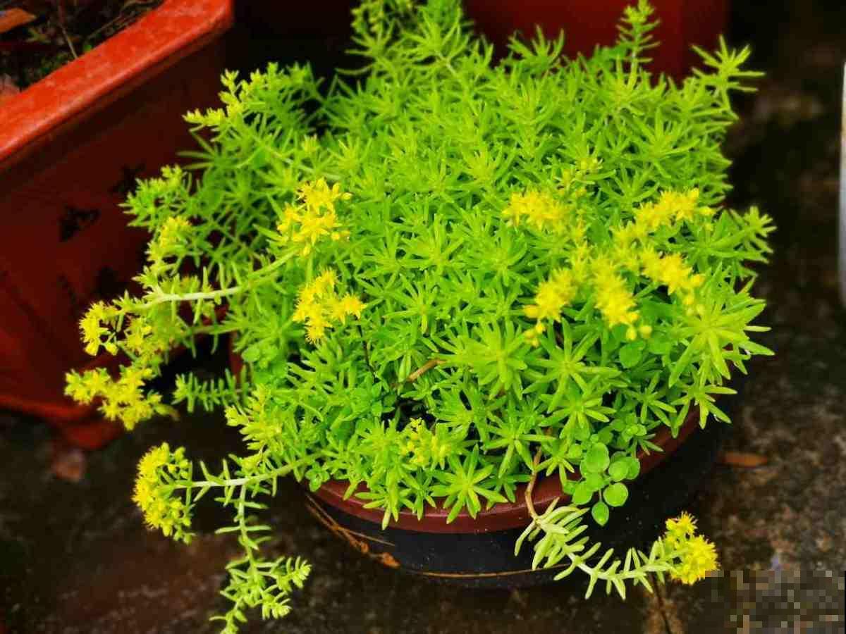 车里养盆小绿植，异味被吸走，观赏效果超好